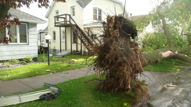 wind storm tree